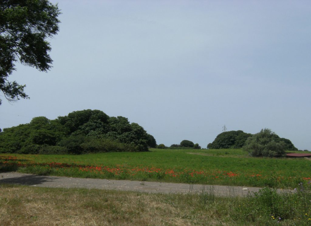 I fichi di Ostia Antica